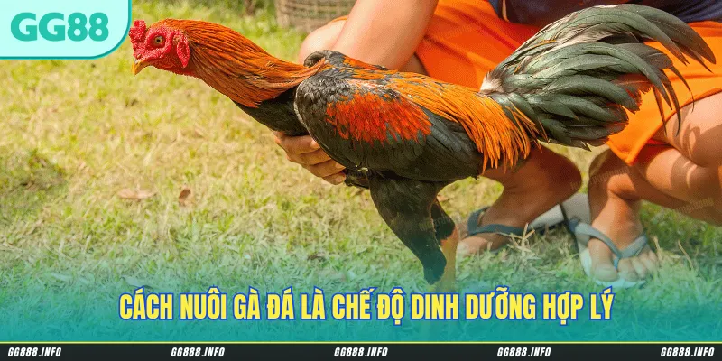 Cách nuôi gà đá là chế độ dinh dưỡng hợp lý kết hợp với tập luyện, chăm sóc đúng cách