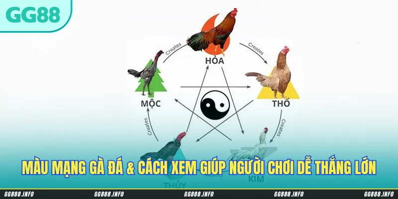 Màu mạng gà đá & cách xem giúp người chơi dễ thắng lớn
