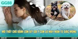 Mơ Thấy Chó Đánh Con Gì? Gợi Ý Con Số May Mắn Từ Giấc Mộng