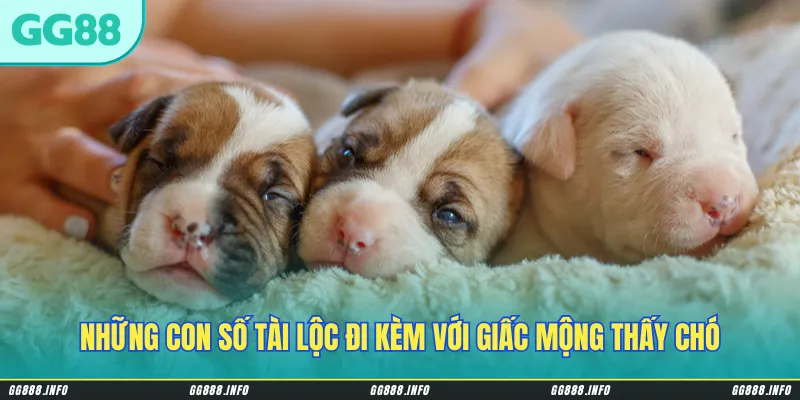 Những con số tài lộc đi kèm với giấc mộng thấy chó