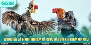 WS168 Đá Gà & Kinh Nghiệm Cá Cược Bất Bại Khi Tham Gia Chơi